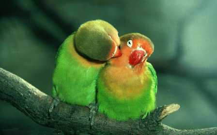 Diamond Painting pakket - 2 knuffelende love birds groene papegaaien 40x25 cm