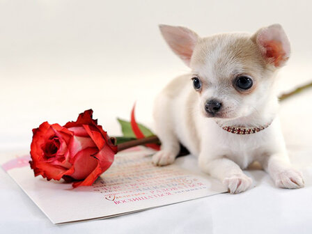 Diamond Painting pakket - Chihuahua met roos
