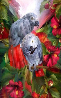 Grijze roodstaart papegaaien tussen rode bloemen 25x40 cm