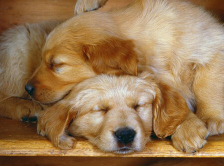 Diamond Painting pakket - Slapende Golden Retriever hondjes pups 20x27 cm