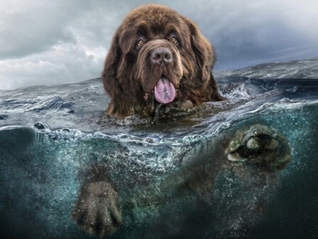 Zwemmende New Founlander hond in het water 30x40 cm