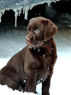 Labradorpup onder een ijspegel