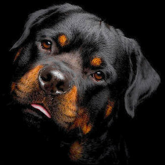 Diamond Painting pakket - Rotweiler 40x40 cm