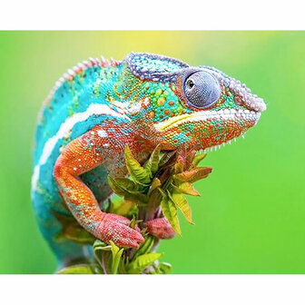 Diamond Painting pakket - Gekleurde Kameleon