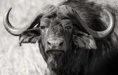 Buffel