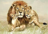 Diamond-Painting-Leeuwen