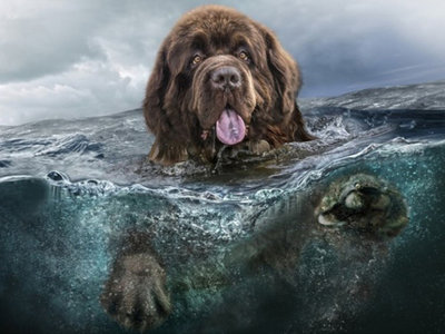Diamond Painting pakket - Zwemmende New Foundlander hond in het water 30x40 cm (full)