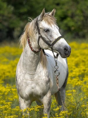 Full Diamond Painting op Frame - Wit paard 30x40 cm