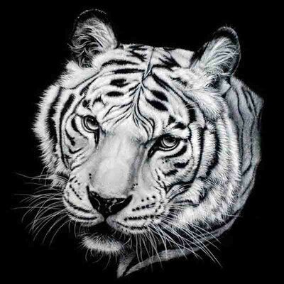 Diamond Painting pakket -  Bengaalse tijger 40x40 cm (full)