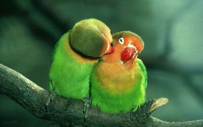 Diamond Painting pakket - 2 knuffelende love birds groene papegaaien 40x25 cm (full)