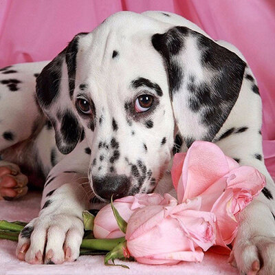 Diamond Painting pakket - Dalmatierpup met roze rozen 40x40 cm (full)