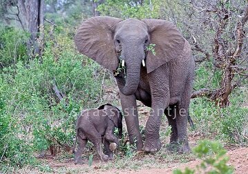 Diamond Painting pakket - Olifant met jong 40x58 (full)