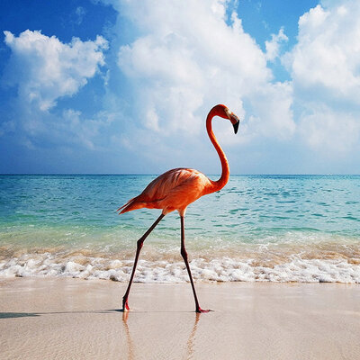 Diamond Painting pakket - Flamingo op het strand 35X35 cm (full)