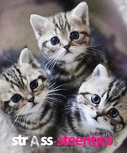 Zichzelf Emotie vloeiend Diamond Painting pakket - Drie grijs-witte kittens kijken in de camera  40x45 cm (full)